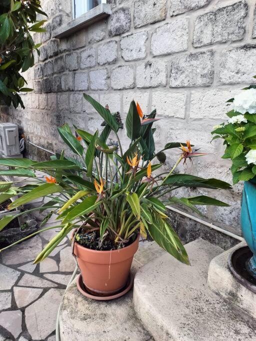 Charmant Appart Avec Jardin Aigues-Mortes Dış mekan fotoğraf