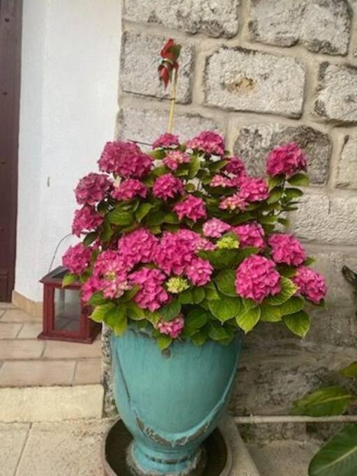 Charmant Appart Avec Jardin Aigues-Mortes Dış mekan fotoğraf