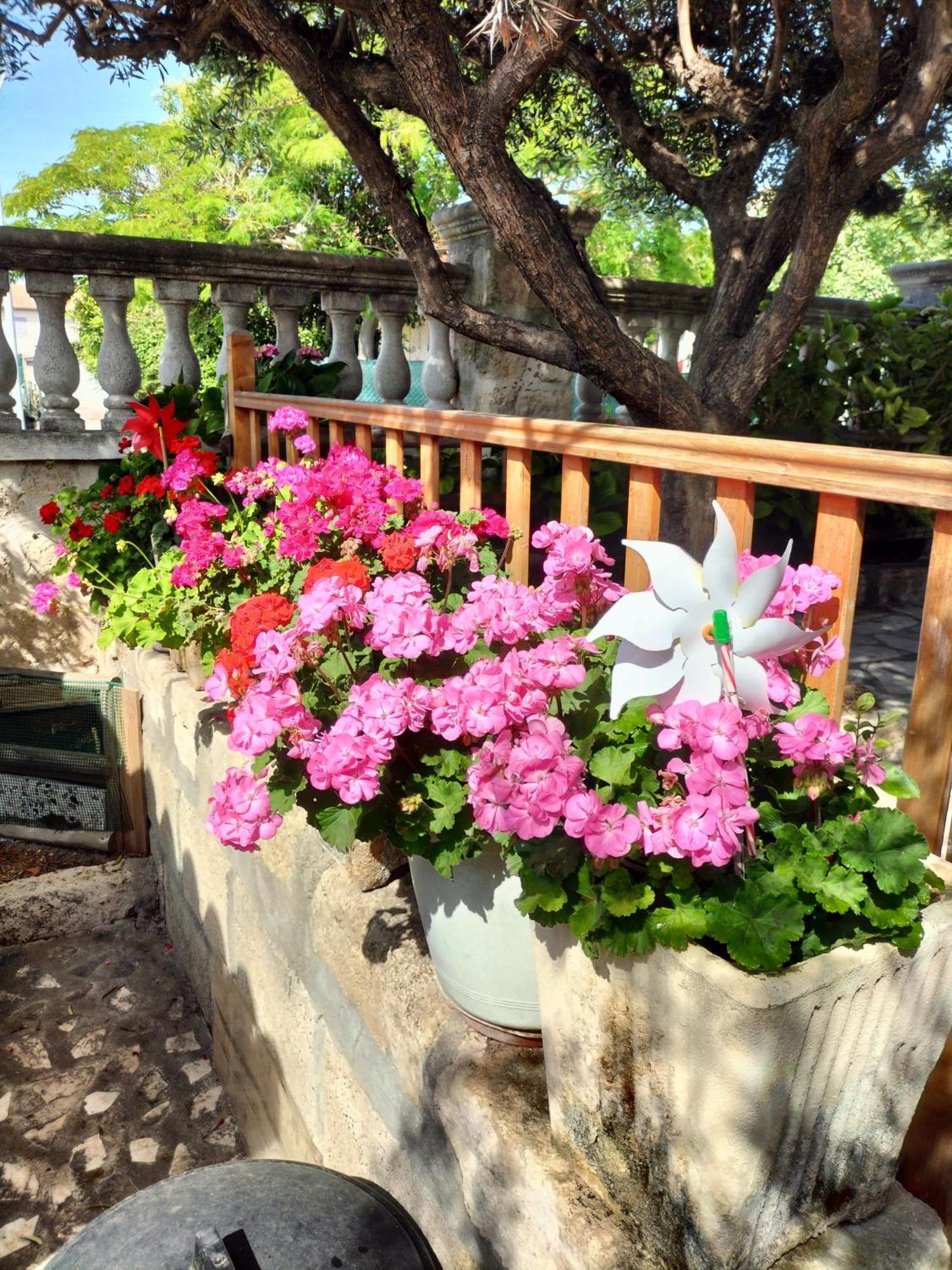 Charmant Appart Avec Jardin Aigues-Mortes Dış mekan fotoğraf